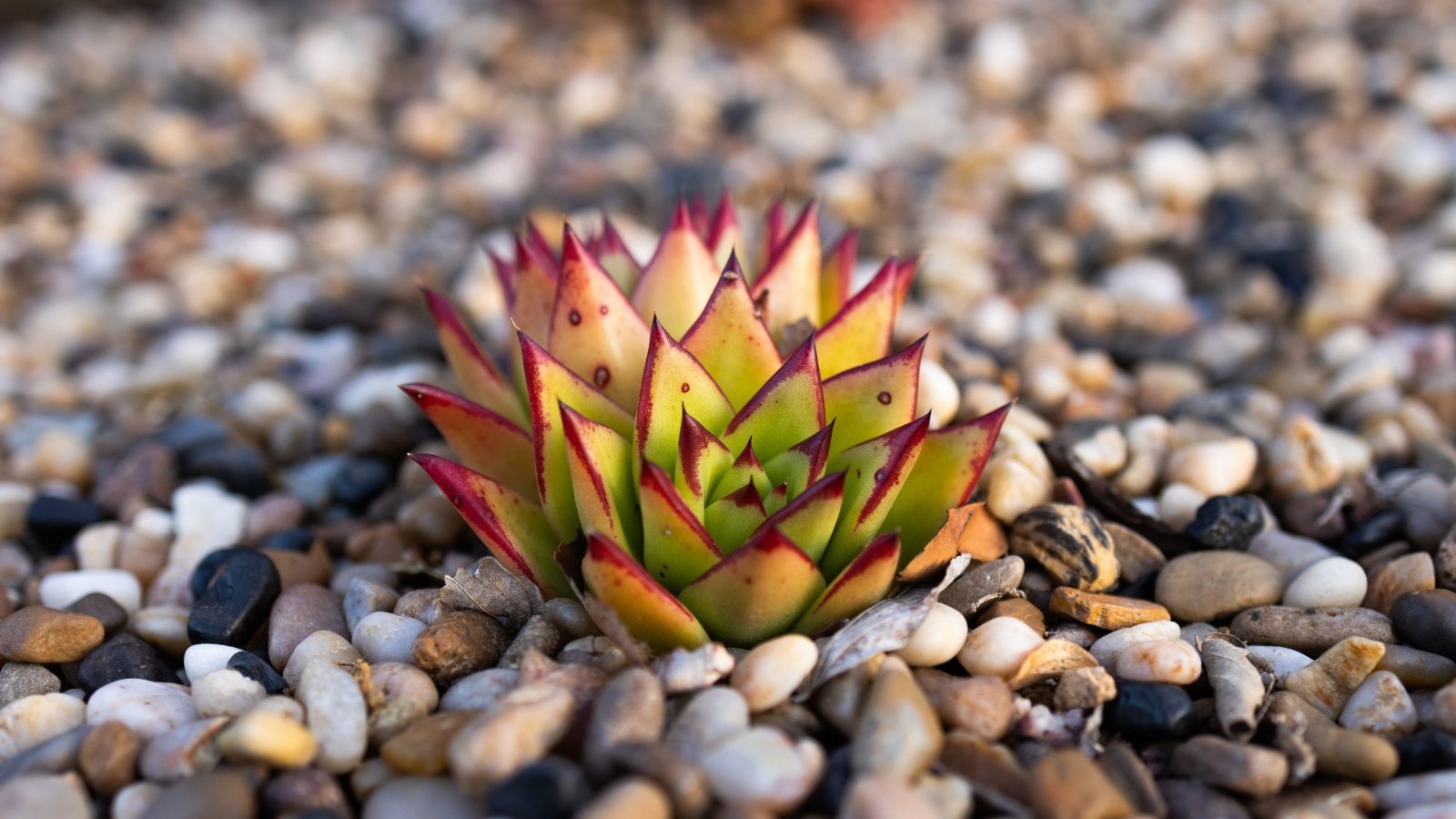 Close up of a small light yellow-greenish succulent with thick, plump, pointed leaves with dark red, painted looking, tips, sitting in a rock garden.