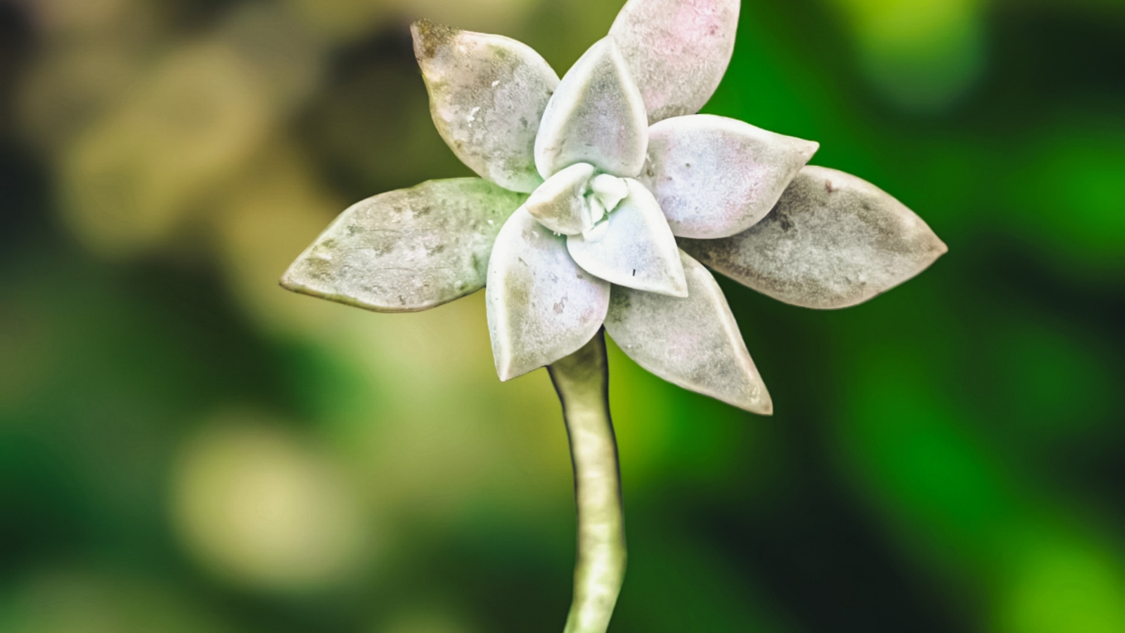 Close up of a small succulent plant with thick, pointed, oval-shaped leaves in a rosette formation growing at the top of a long, thick stem.