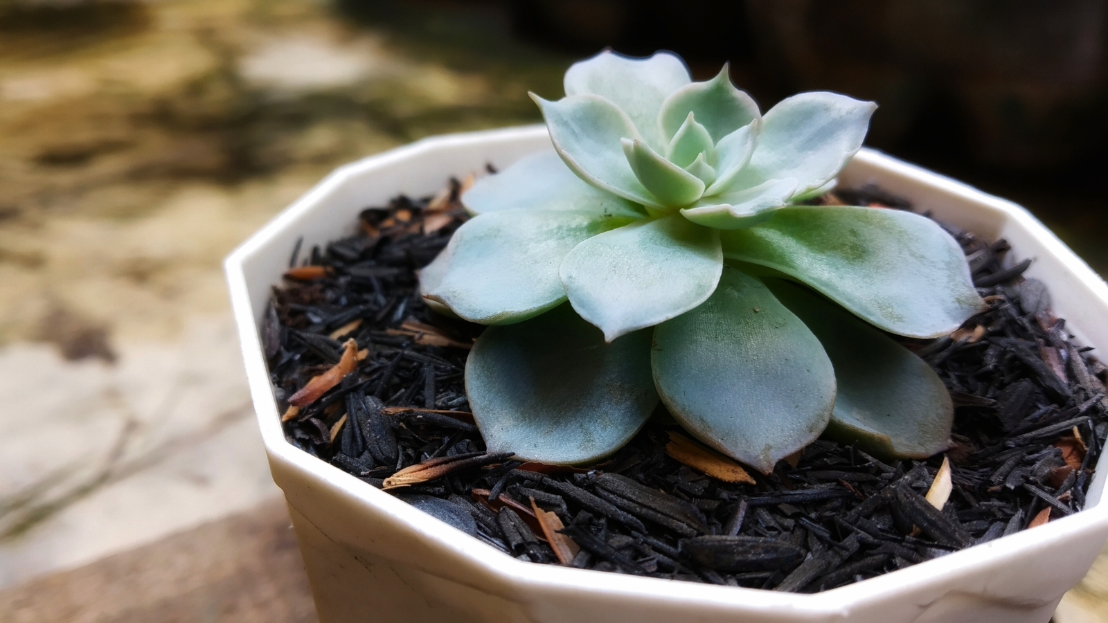 Close up of a small succulent in a small white pot that has light pinkish-green, plump, rounded leaves with a slight point at the tip, overlapping in a rosette formation.