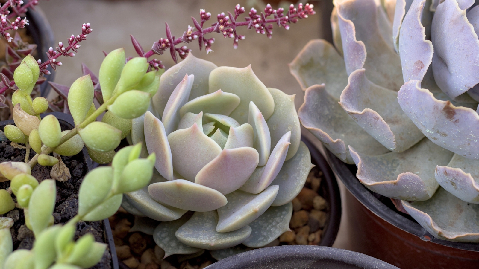 Close up of several succulents in small pots. The main succulent has light pinkish-green, plump, rounded leaves with a slight point at the tip, overlapping in a rosette formation.