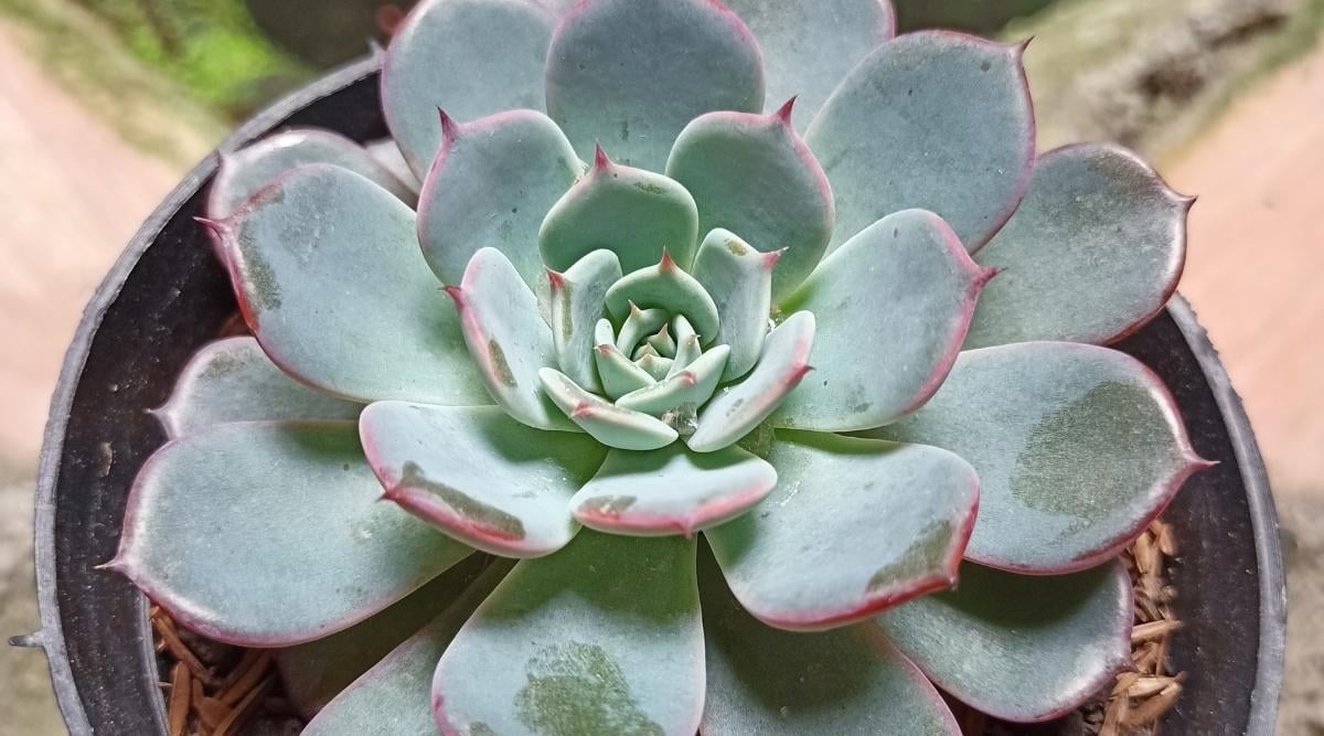 Echeveria peacockii