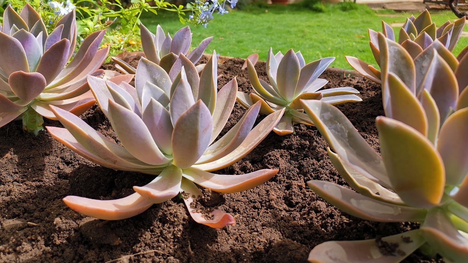 Close up of several succulents in planted in the soil in a garden. Each plant has  thick, smooth, spoon shaped leaves with hues of pink, yellow and light purple.