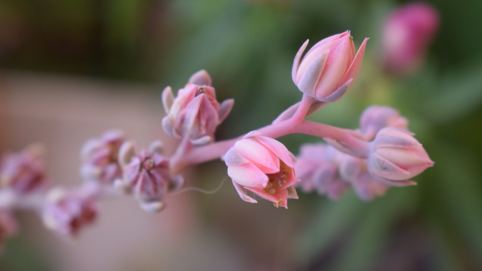 Close up of light pink budding flowers sprouting off from different points on its thick, pink, stem.