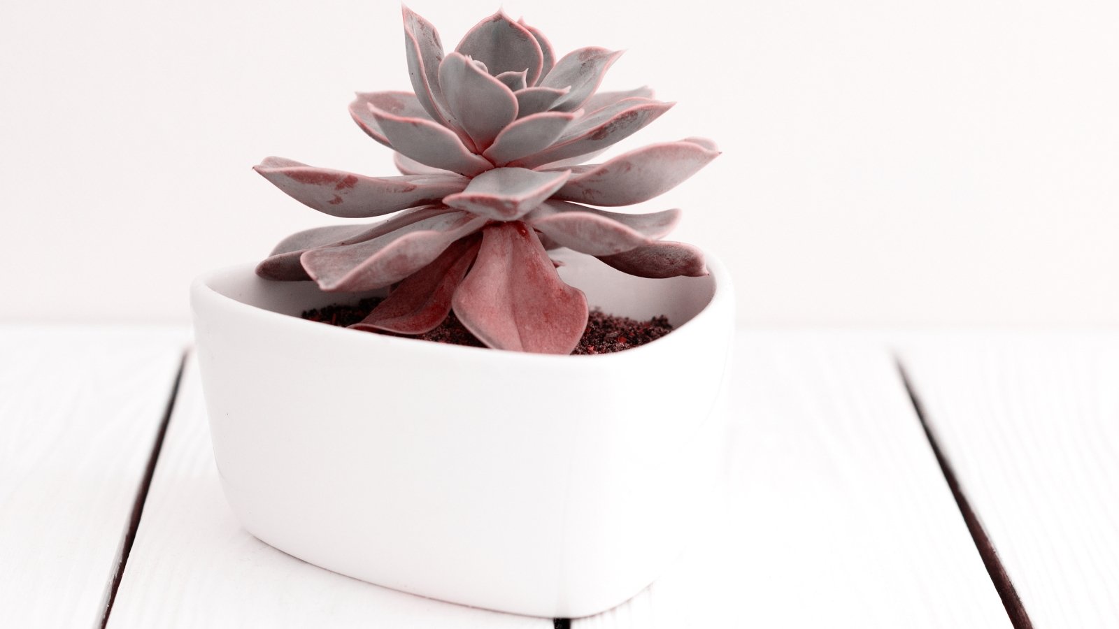 Close up of a small succulent in a small white pot with, light pinkish-purple, thick, smooth, spoon shaped leaves in a rosette pattern, on a white table top.