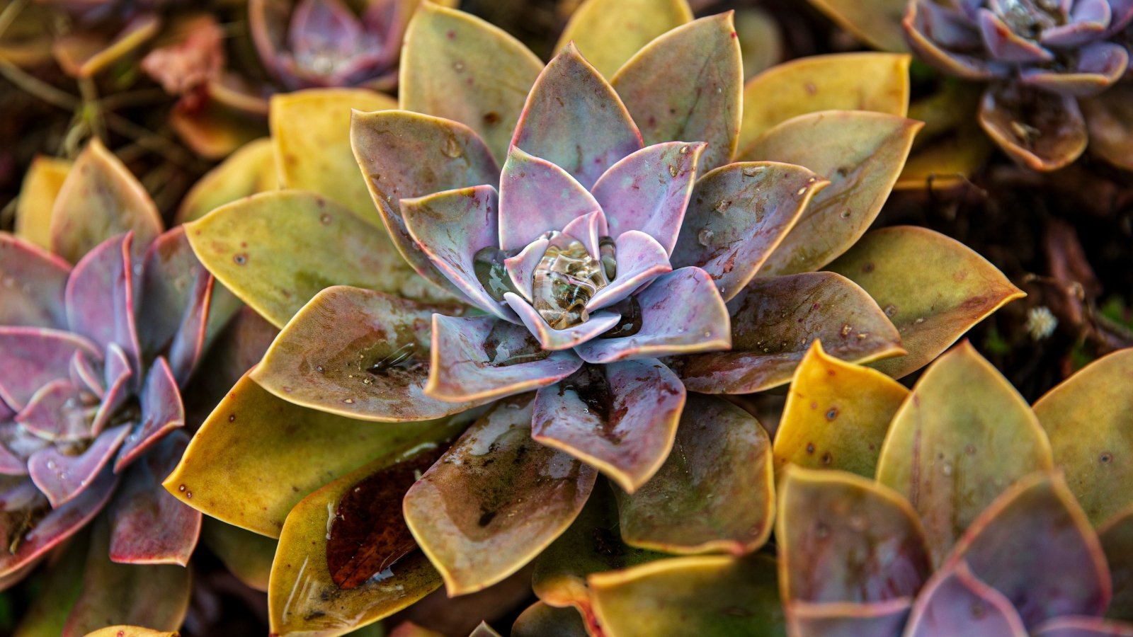 Close up of a large succulent with, light pinkish-purple, thick, smooth, spoon shaped leaves in a rosette pattern, with several rows of its leaves turning yellow and brown.