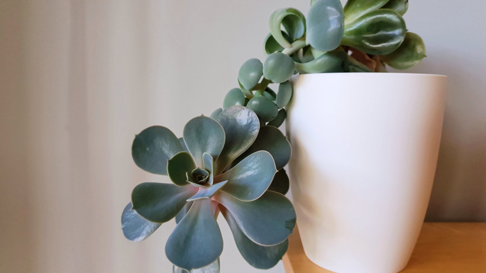 A tall white planter with a beautiful green plant with waxy, smooth, spoon shaped leaves that are green with some pink at the base. The plant is stretching down from the planter towards the sun.