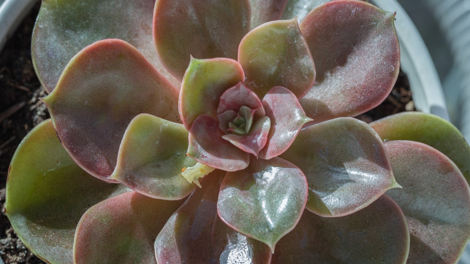 Close up of a small succulent in a small white pot with, light pinkish-yellow, thick, smooth, spoon shaped leaves in a rosette pattern, sitting in the sun.