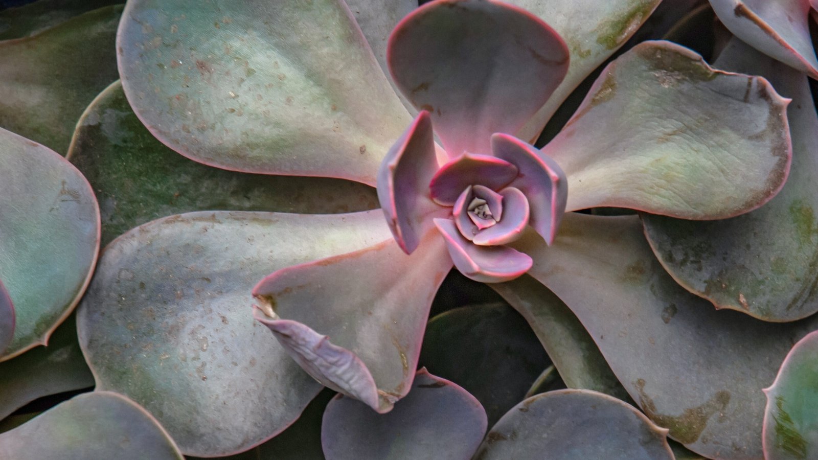 Close up of a succulent that has, light, green and pinkish-purple, thick, smooth, spoon shaped leaves in a rosette pattern, with several leaves that are wilting and curling up.