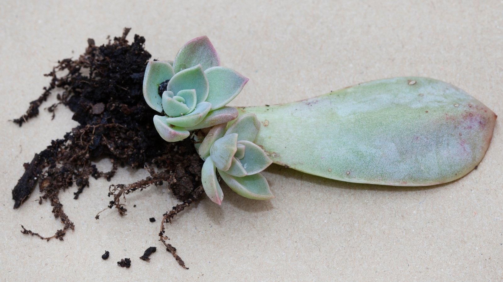 Close up of a thick, plump, light pinkish-green leaf with two small rosette shaped plants sprouting at the base of the leaf, with soil and roots still attached at the base.