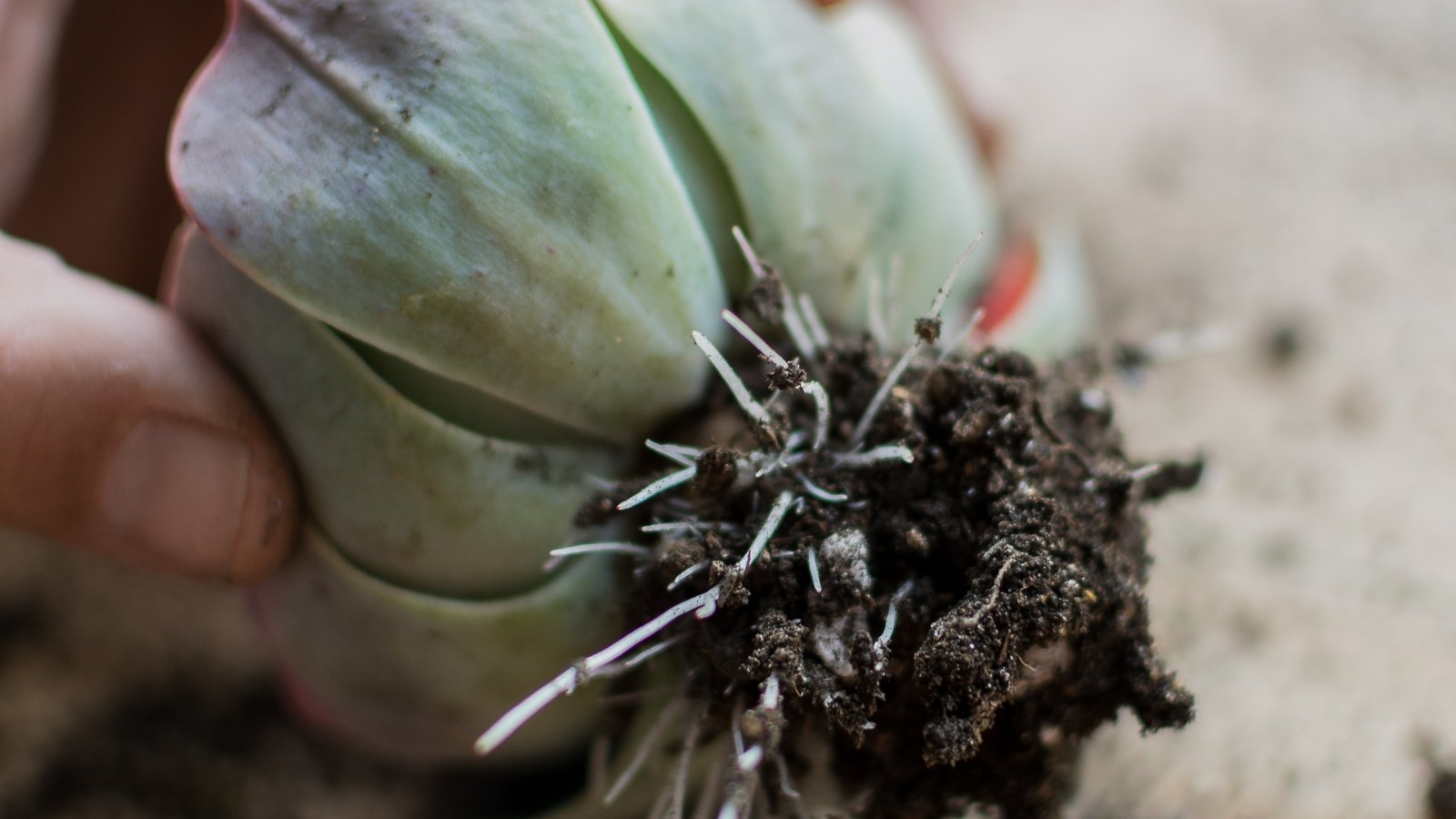 Close up of a hand holding a small succulent plant with the underside showing, exposing the root system and soil.