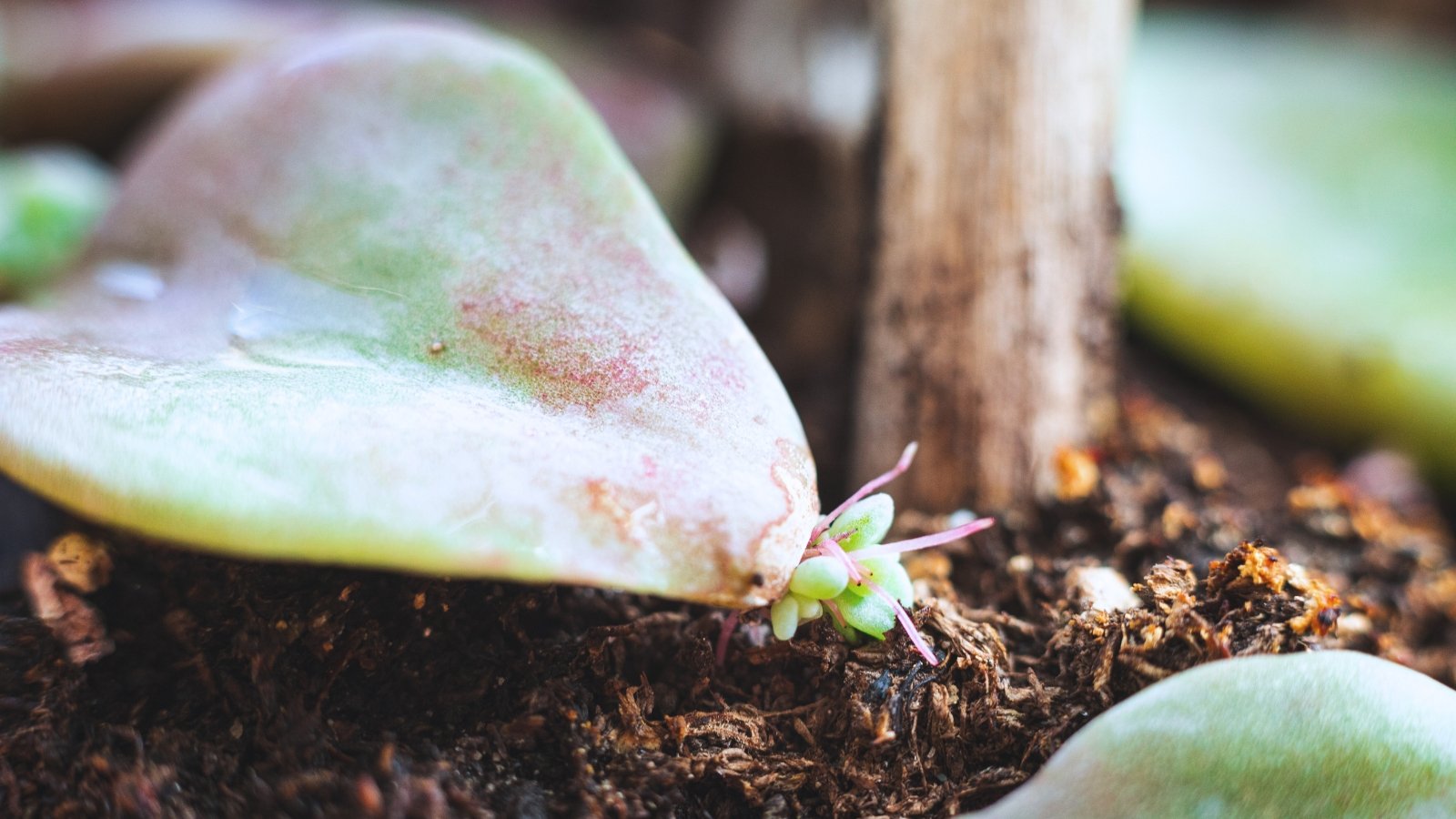 Close up of a thick, plump, light pinkish-green leaf with a small rosette shaped plant sprouting at the base of the leaf, sitting in moist soil.