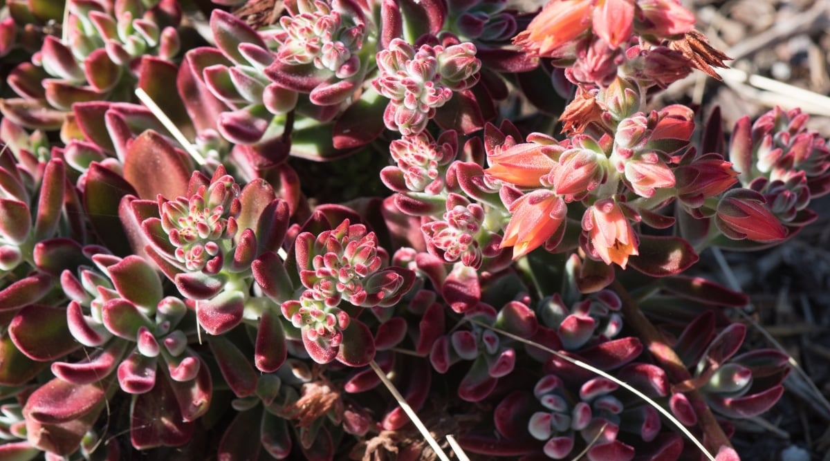 Echeveria pulv-Oliver Blooming with Red-Orange Blooms Outdoors