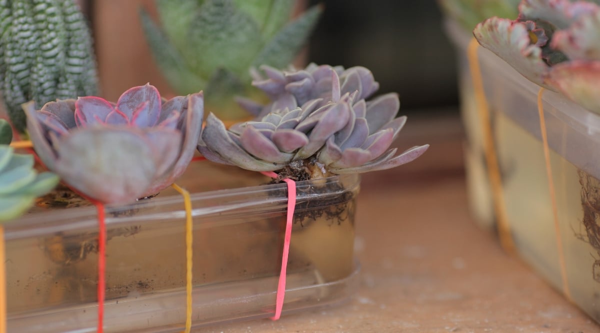 Close-up of containers with water and echeveria succulents starting to take root. Echeveria succulents feature fleshy leaves in rosette shapes with varying colors and textures.