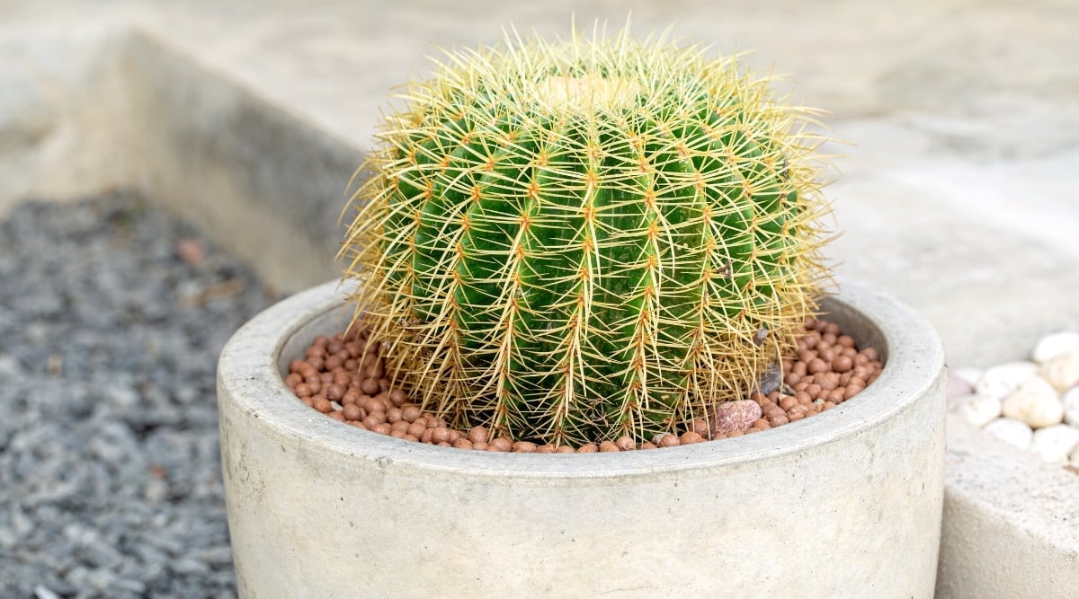 Close-up of an Echinocactus grusonii cactus in a gray concrete pot with decorative brown pebbles against a blurred gray-beige background. The dark green cactus has a round shape, covered with golden yellow spikes.