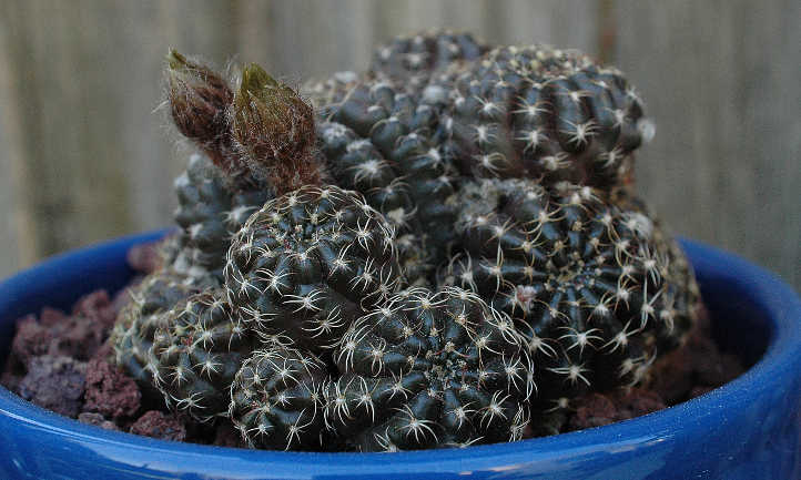 Echinopsis ancistrophora Arachnacantha