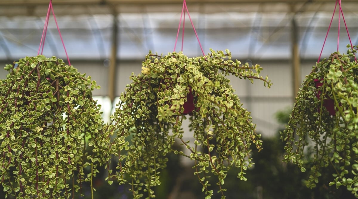 Three Elephant Bush succulents in terracotta hanging baskets in a greenhouse. The plant has long curved red stems covered with rounded variegated leaves.