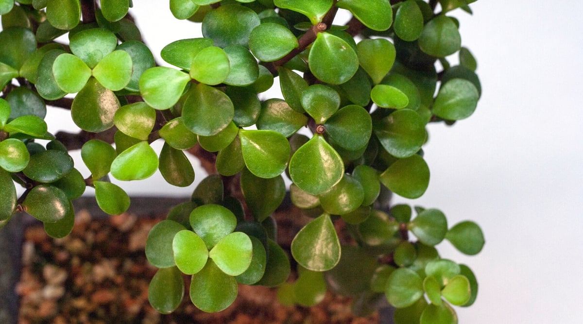 Close-up of a Portulacaria afra plant in a black pot against a white background. The plant has spreading woody stems covered with small, round, glossy dark green leaves.