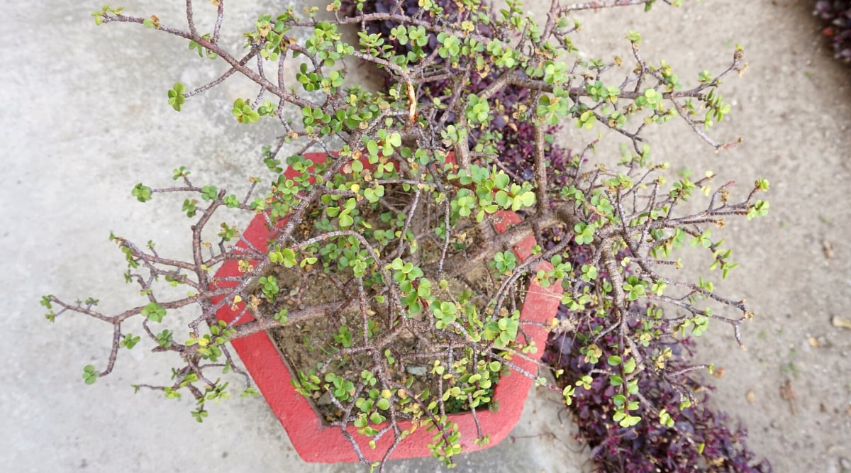 Elephant Bush plant in large red pot, outdoors