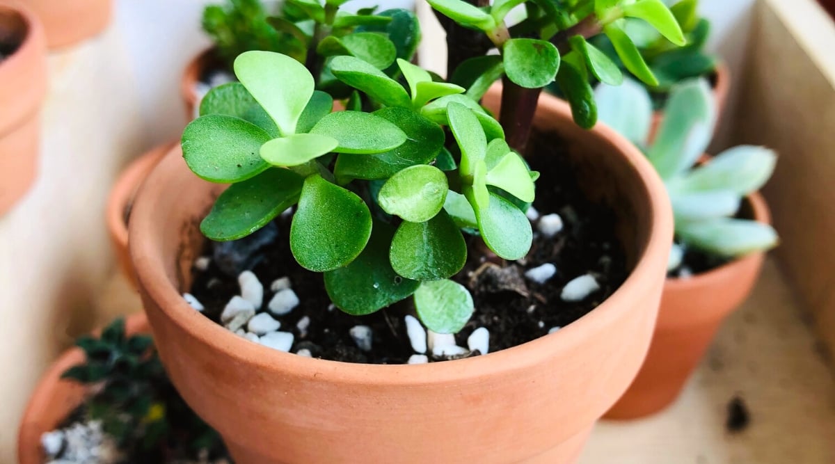 Close-up of a young Elephant bush with shiny green leaves and granular fertilizers