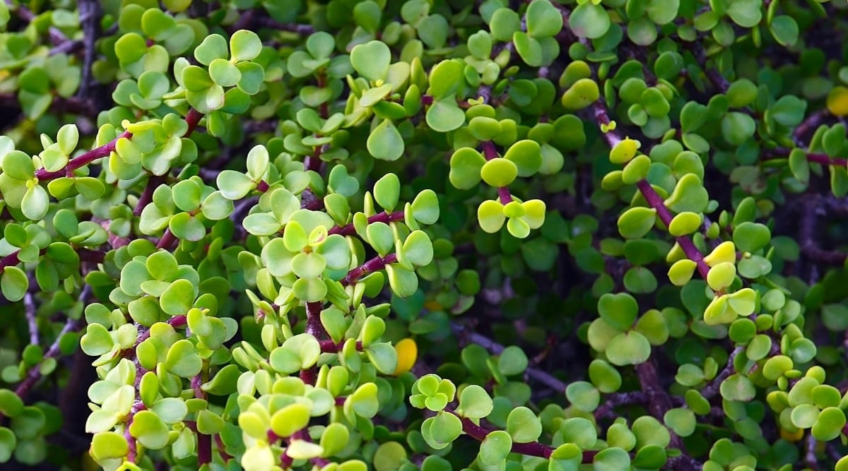 A close-up of Elephant Bush plant, with its thick branches and leaves. The leaves are oval-shaped and light green in color. The branches of the Elephant Bush are slender and red in color, with a woody texture.