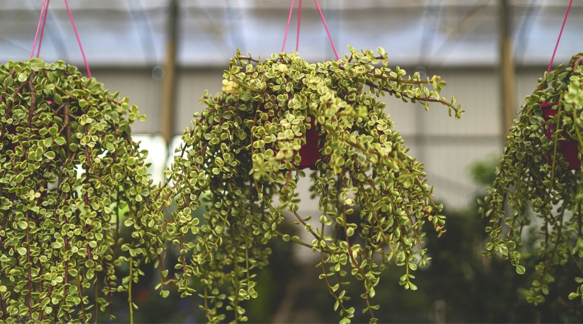 Close-up of elephant bush plants in hanging flowerpots on a blurred background. The plant has long, sprawling purplish-brown stems with small, round, fleshy leaves with cream edging.