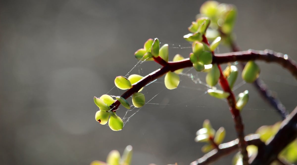 Portulacaria afra plant infested with spider mites