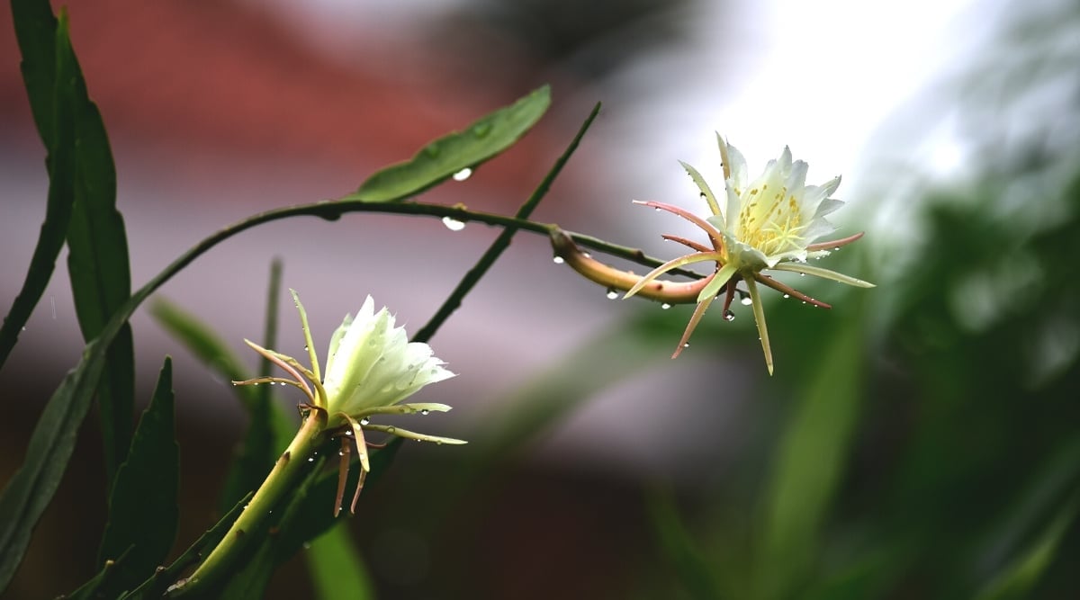 Close-up of a flowering plant Epiphyllum anguliger covered with water drops on a blurred background. Two delightful white, tubular flowers, with orange-pink sepals and petals behind. Creamy stamens with pale yellow anthers protrude from the centers of the flowers.