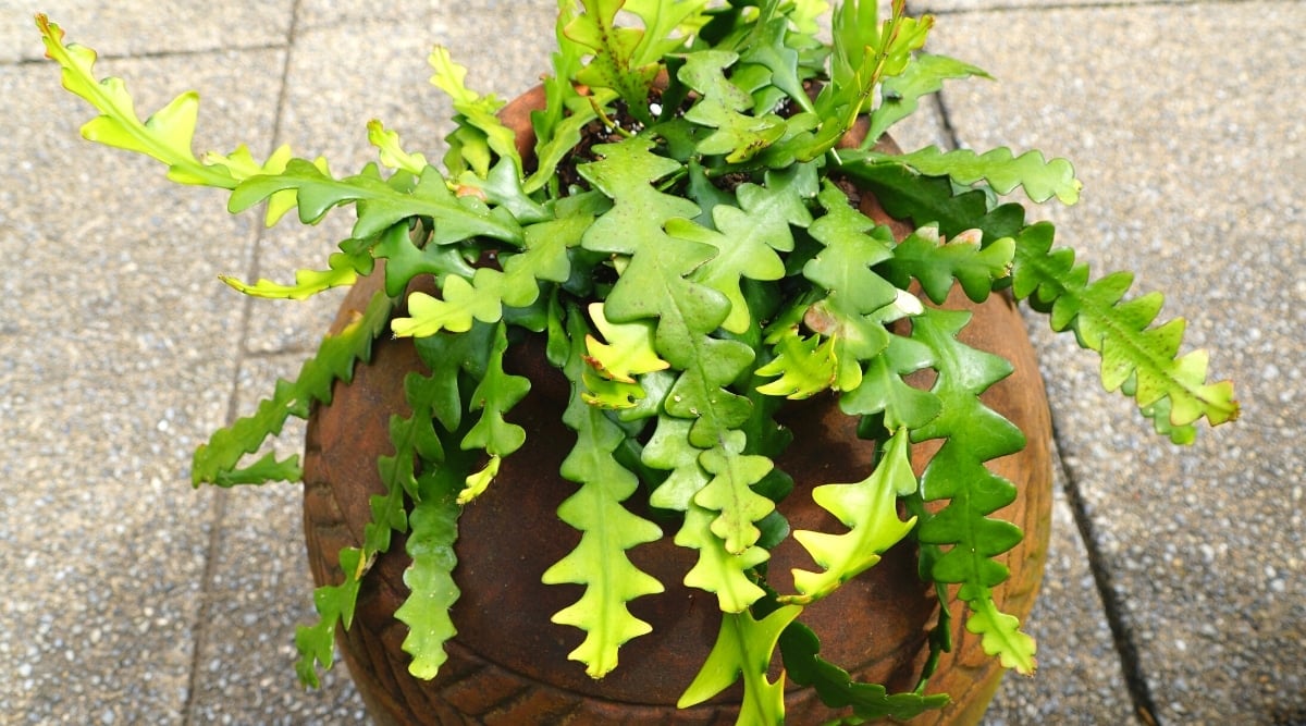 Stunning flowers of Epiphyllum anguliger in a large, decorative pot outdoors. Dense, long, rounded stems create succulent, green leaf-like branches with deep rounded lobes, resembling a fishbone pattern. The plant is a native of Mexico, known for its unique angular leaves.