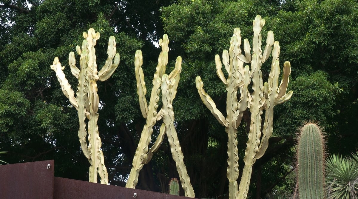 Close-up of a lush succulent Euphorbia ammak 'Variegata' with marbled creamy yellow stems behind a stylish dark brown fence.