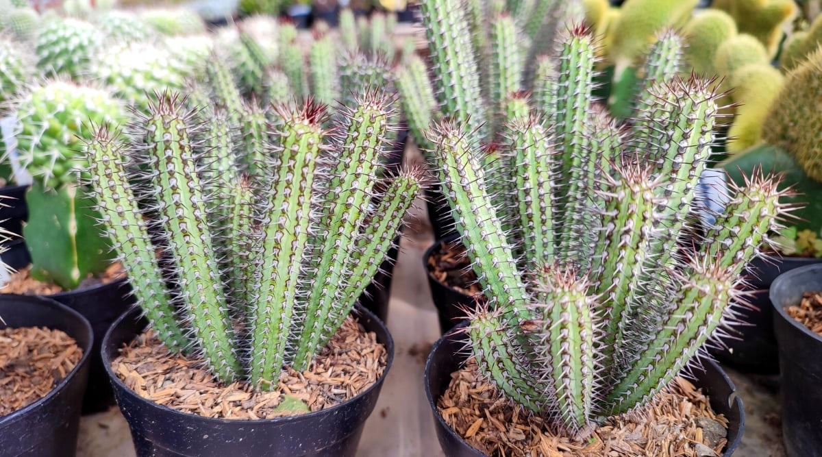 Close-up of Euphorbia baioensis cacti in black plastic pots against a background of many different cacti. The plant has clustered long finger-shaped stems of bright green color, completely covered with prickly thorns.