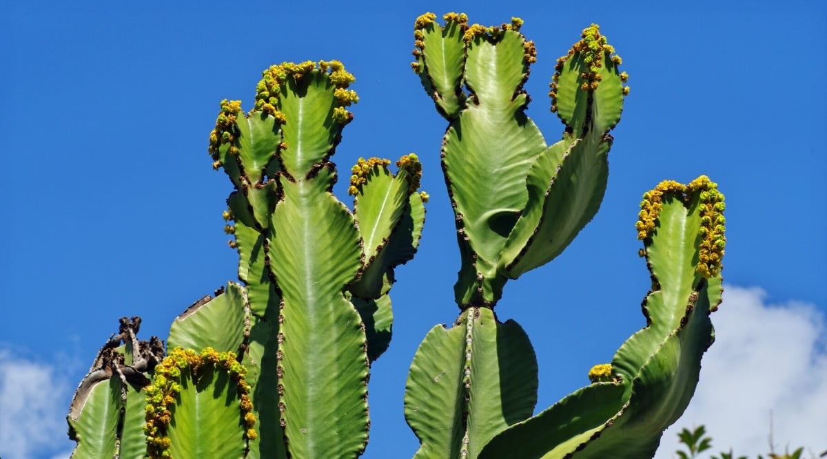 Close-up of Euphorbia ingens 'Cowboy' cactus against a blue sky. A large, branching succulent with broad, fleshy, dark green stems, rows of thorns running along the entire length of all edges of the plant. The branches grow almost parallel to the trunk and form crown-shaped foliage at the top.