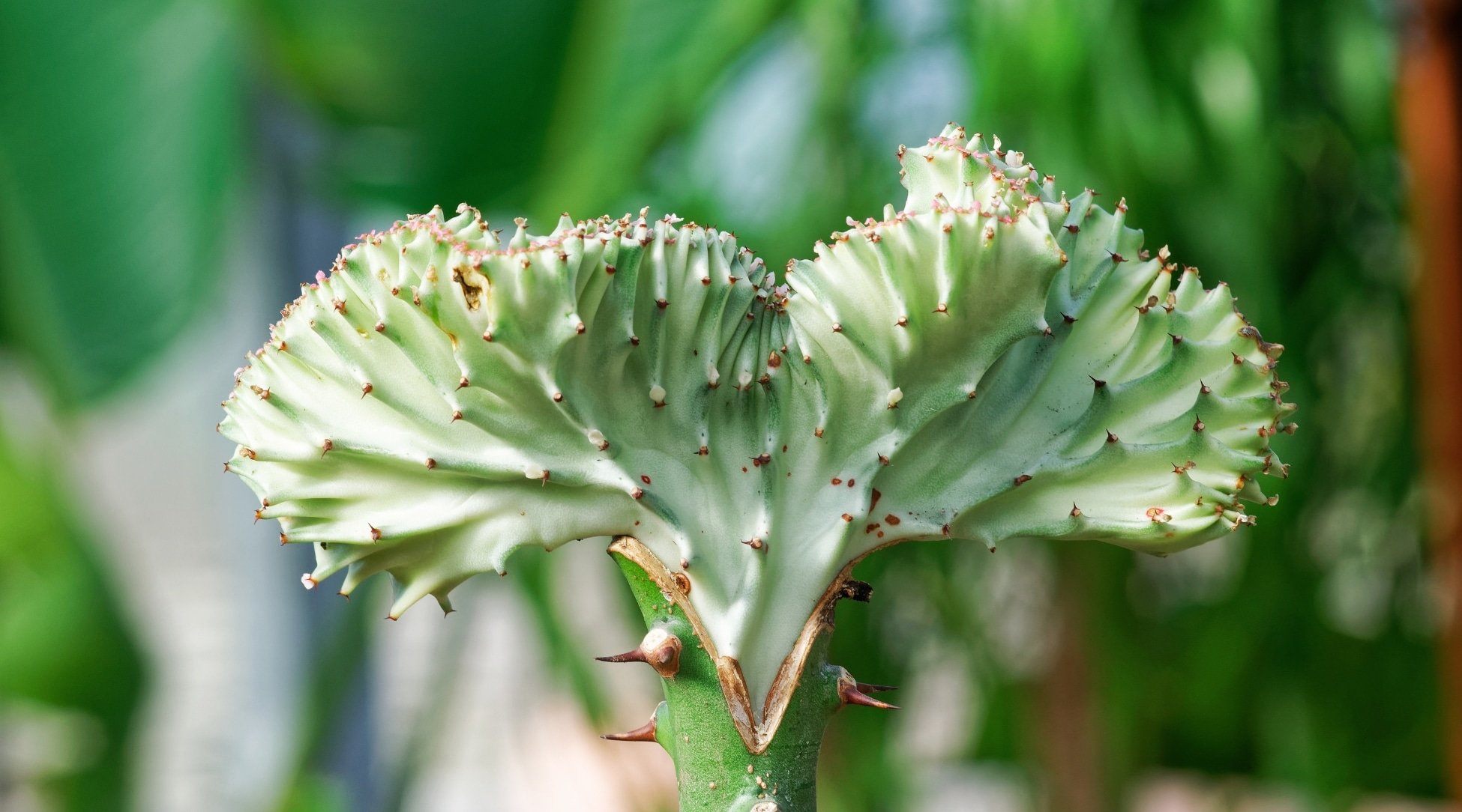 A close-up shot displaying a coral cactus with a robust green stem bristling with sharp spines. The cactus's segmented body is round, boasting a vibrant coral hue and a waxy texture that enhances its distinct look.