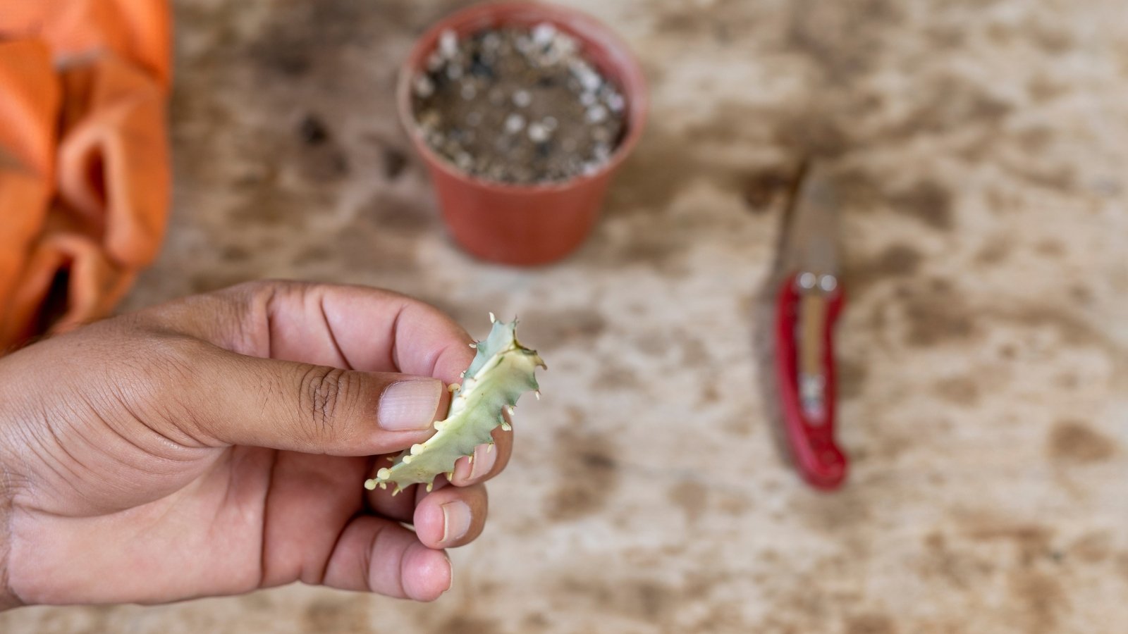 Man holding a small, long, spiky, succulent stem that has been cut.