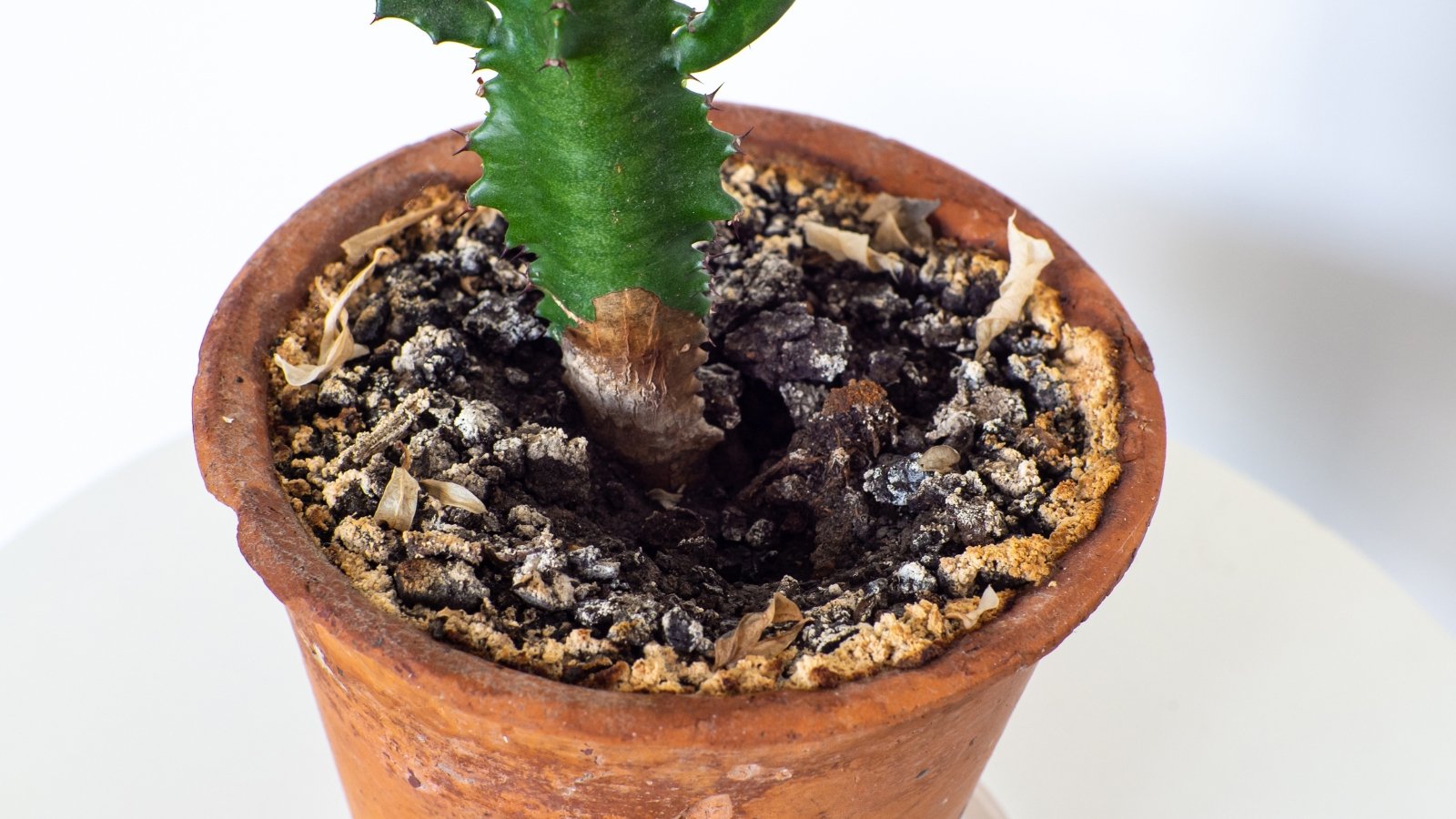 Image of a tall green succulent stem with rot around the base, surrounded by white powdery soil.