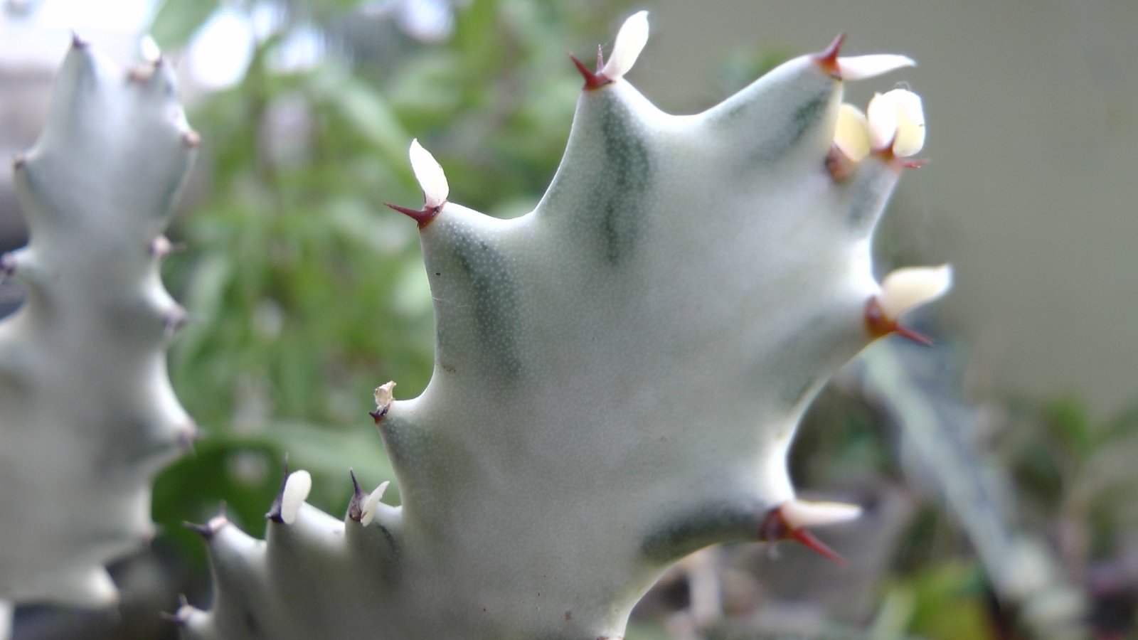 Close up of a thick, white, succulent stem that has a saw like textured on the rides and red pointed spikes.