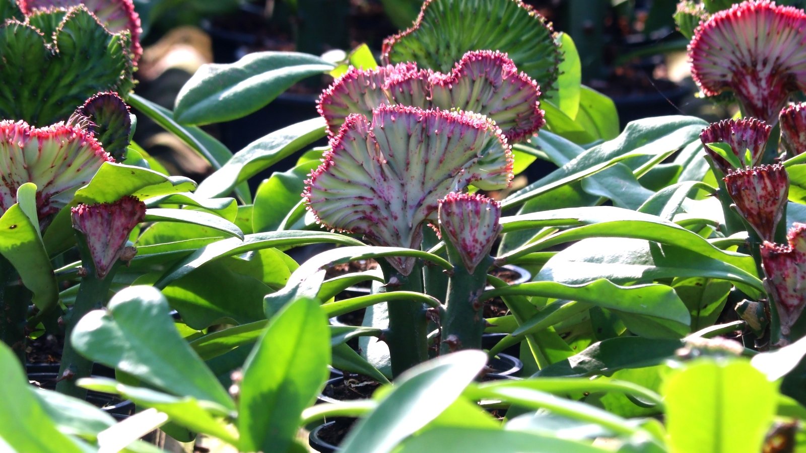 A field of several succulent plants, that have thick, textured, fan like features, that blend from a light white color to a bright pink color around the top of of the fanned flower. They have thick, spiky, stems and large, long, thick leaves surround it.