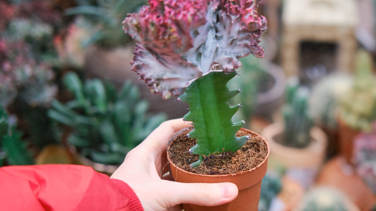 Woman holding a small succulent plant in orange container, that has a thick, textured, fan like feature, that blends from a white color to a bright pink color around the top of of the fanned flower. It has a thick, spiky, stems.