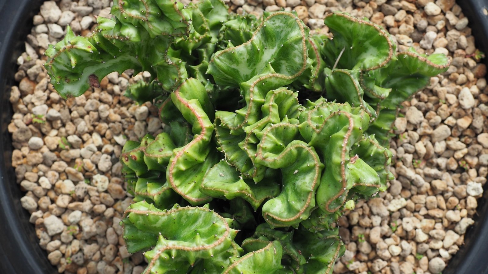 A small succulent planted in a container surrounded by rocks