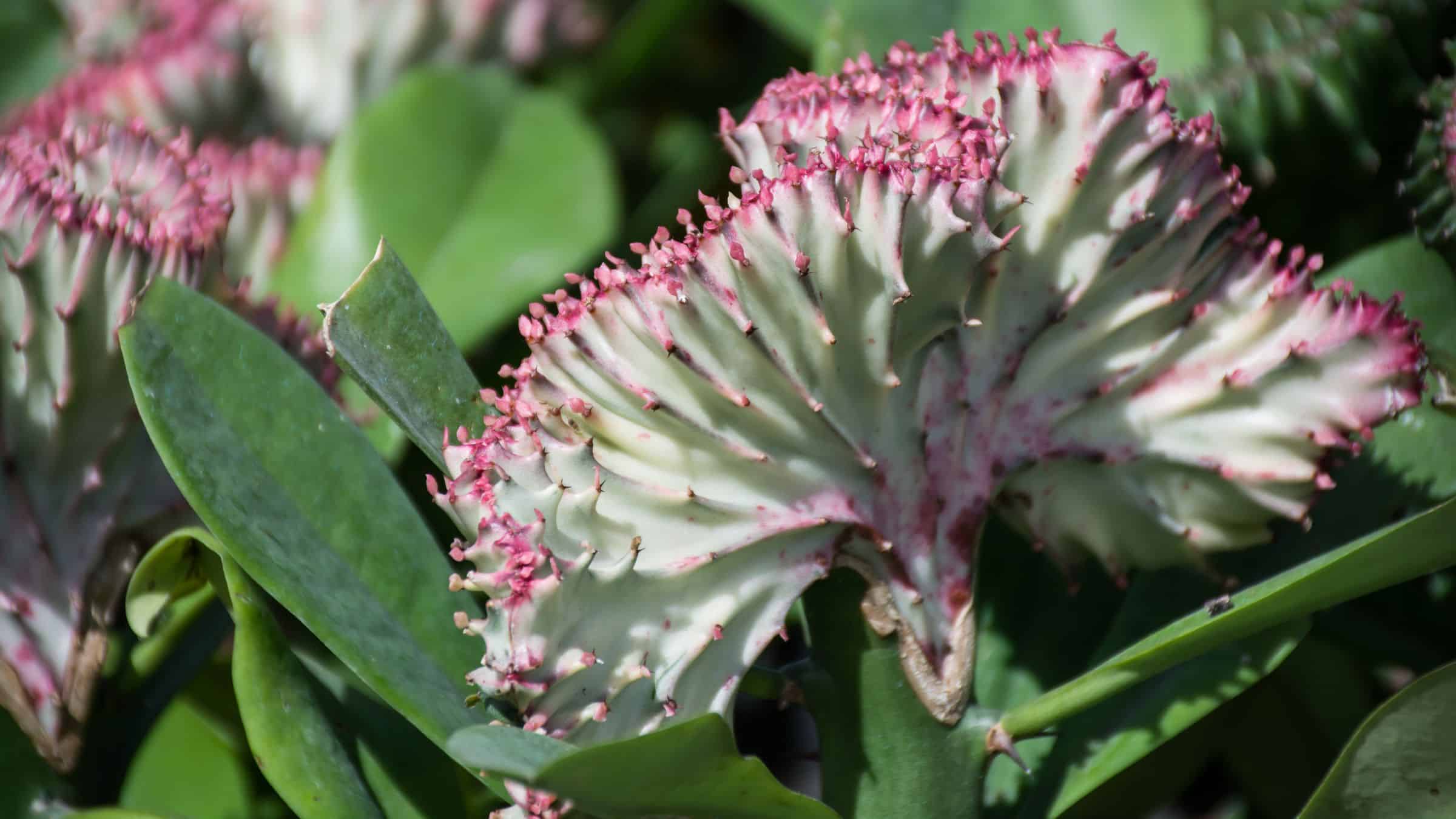 Close up of a grafted succulent plant in sunshine. The top of the plant has a white crest that is spiked and wrinkled with pink edges. The stem is thick, waxy, and green with thick leaves. More of these plants grow in the blurred background.