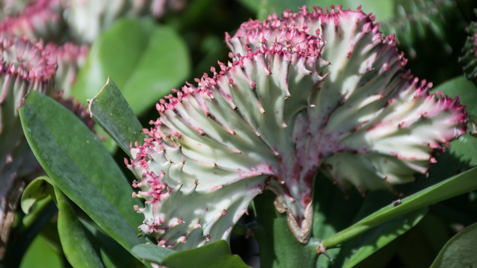 Close-up of a succulent plant featuring a thick, textured, fan-like structure transitioning from light greenish-white to bright pink at the top of the fanned flower, surrounded by large, long, thick leaves.