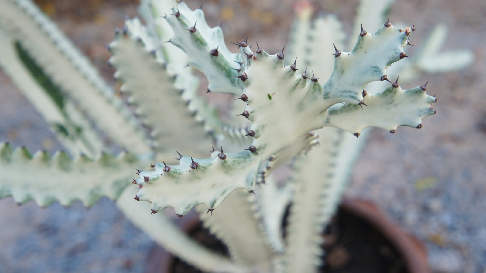 Close-up of a tall succulent with slim, white stems adorned with dark brown spikes.