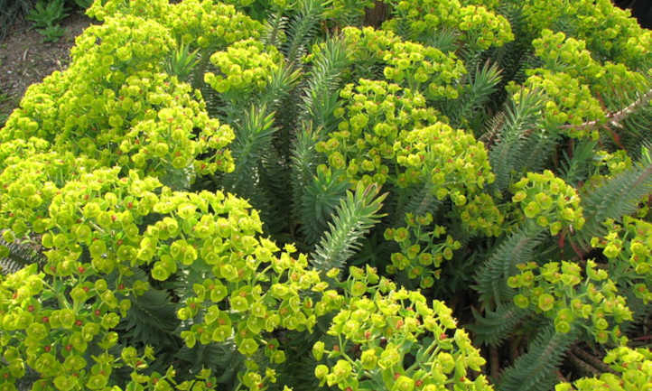 Euphorbia rigida in flower