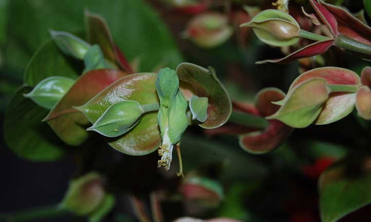 Euphorbia tithymaloides