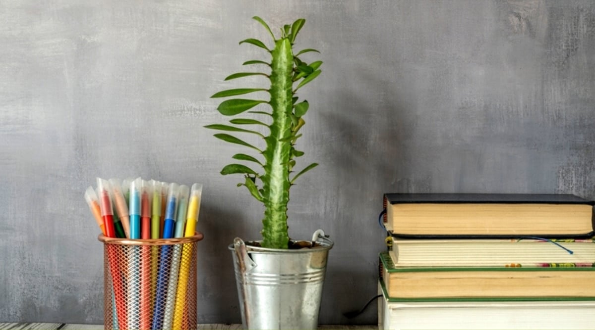 Close-up of a succulent plant Euphorbia trigona against a yellow wall, next to a wicker square basket with a white plaid. The plant has tall, narrow, juicy, triangular, erect stems of dark green color with 3-4 ribs. The edges of the stems are strewn with thorns and small pear-shaped leaves.