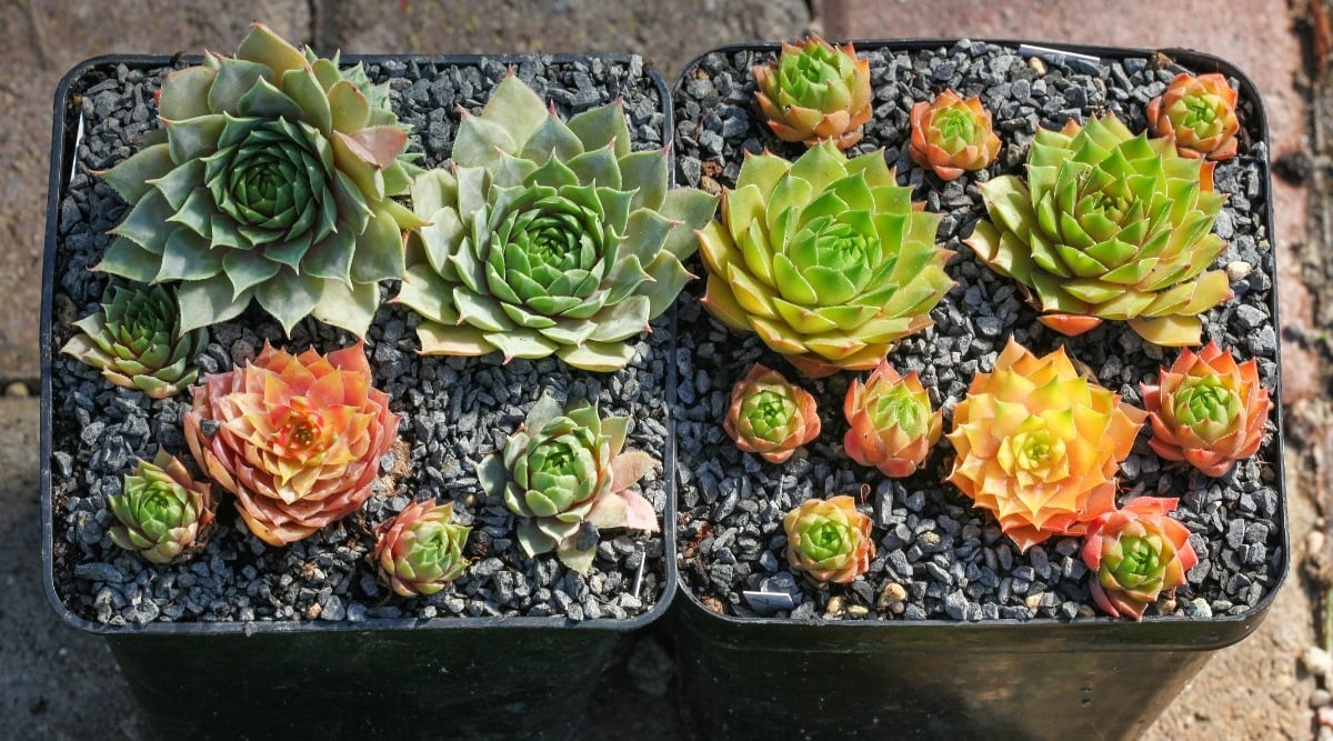 Evenly spaced succulent plants next to each other in two containers. The plants are pale green, and some are bright green. Some of the smaller pups are bright orange as they have not yet matured. They sit in plastic pots with rock gravel as the soil.