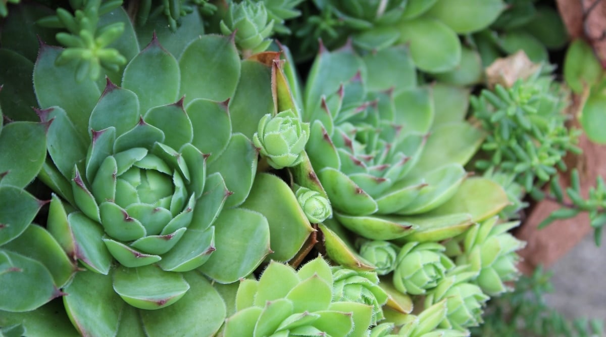 Fast growing succulent plant with green rosettes growing in a garden together. The plants are made up of bright green rosettes clustered together.