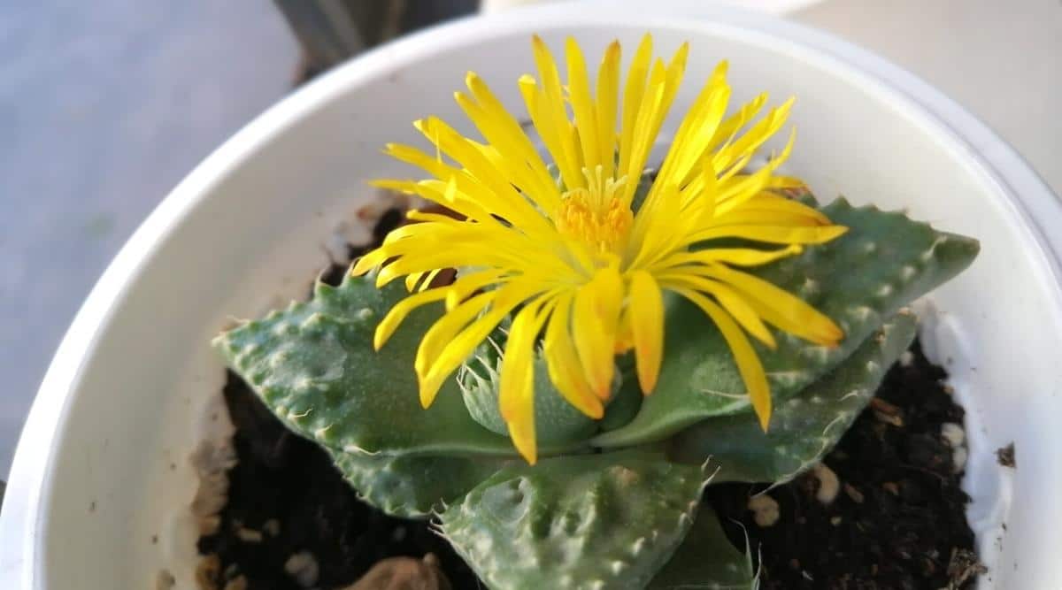 Yellow Flower Blooming From Tiger Jaws Succulent