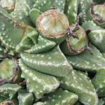 faucaria-tuberculosa