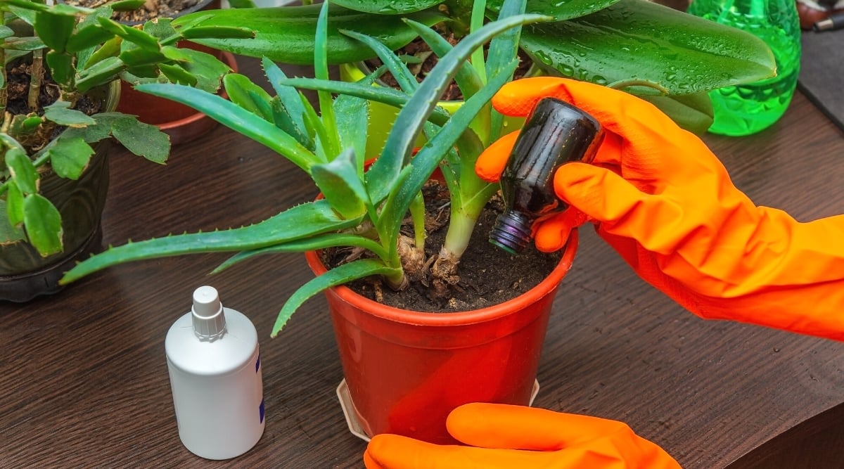 Fertilizer for Aloe Vera plant, poured by hands in bright orange gloves on a wooden table.