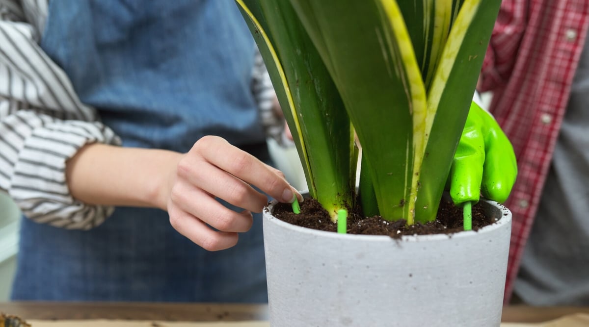 Close-up of female hands inserting fertilizer in green sticks into the soil towards a Sansevieria plant, indoors.